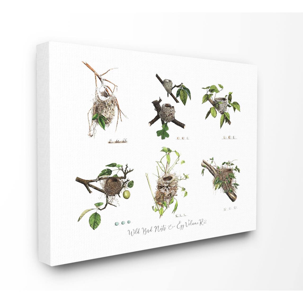 Stupell Industries Bird Nest Identification Botanical Illustrations Canvas Wall Art